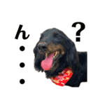 名犬オルガ（個別スタンプ：16）