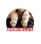 ももんがモコその3（個別スタンプ：11）