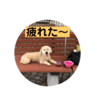 ももんがモコその3（個別スタンプ：13）