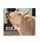 真顔アニマル（個別スタンプ：1）