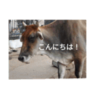 真顔アニマル（個別スタンプ：2）