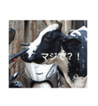 真顔アニマル（個別スタンプ：6）