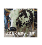 真顔アニマル（個別スタンプ：7）