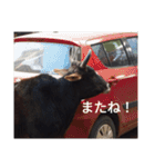 真顔アニマル（個別スタンプ：8）