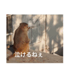 真顔アニマル（個別スタンプ：12）