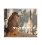 真顔アニマル（個別スタンプ：13）