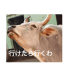 真顔アニマル（個別スタンプ：16）