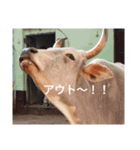 真顔アニマル（個別スタンプ：24）