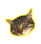 かさい家の猫たち（個別スタンプ：1）