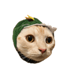 かさい家の猫たち（個別スタンプ：2）