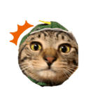 かさい家の猫たち（個別スタンプ：3）