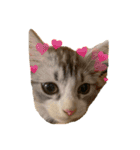 かさい家の猫たち（個別スタンプ：4）