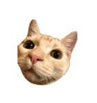 かさい家の猫たち（個別スタンプ：6）