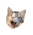 かさい家の猫たち（個別スタンプ：7）