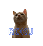 かさい家の猫たち（個別スタンプ：8）