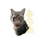 かさい家の猫たち（個別スタンプ：9）