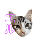かさい家の猫たち（個別スタンプ：10）