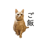 かさい家の猫たち（個別スタンプ：11）