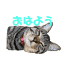 かさい家の猫たち（個別スタンプ：12）