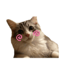 かさい家の猫たち（個別スタンプ：13）