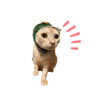 かさい家の猫たち（個別スタンプ：14）