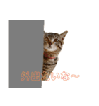 かさい家の猫たち（個別スタンプ：15）