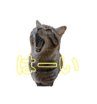 かさい家の猫たち（個別スタンプ：16）