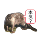 海の仲間(煽り気味)（個別スタンプ：2）