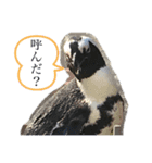 海の仲間(煽り気味)（個別スタンプ：4）