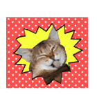 猫実写 あび猫本舗スタンプ（個別スタンプ：1）