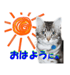 猫実写 あび猫本舗スタンプ（個別スタンプ：2）