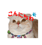 猫実写 あび猫本舗スタンプ（個別スタンプ：3）