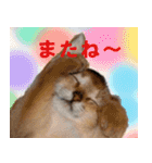猫実写 あび猫本舗スタンプ（個別スタンプ：6）