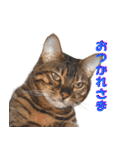 猫実写 あび猫本舗スタンプ（個別スタンプ：7）