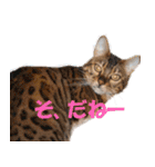 猫実写 あび猫本舗スタンプ（個別スタンプ：10）
