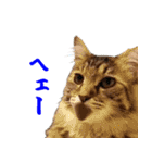 猫実写 あび猫本舗スタンプ（個別スタンプ：11）