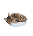 猫実写 あび猫本舗スタンプ（個別スタンプ：12）