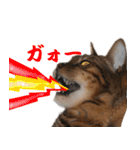 猫実写 あび猫本舗スタンプ（個別スタンプ：16）
