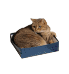 猫実写 あび猫本舗スタンプ（個別スタンプ：18）