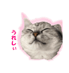 猫実写 あび猫本舗スタンプ（個別スタンプ：24）