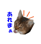 猫実写 あび猫本舗スタンプ（個別スタンプ：25）
