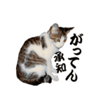猫実写 あび猫本舗スタンプ（個別スタンプ：32）