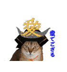 猫実写 あび猫本舗スタンプ（個別スタンプ：33）