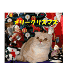 猫実写 あび猫本舗スタンプ（個別スタンプ：34）