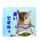 猫実写 あび猫本舗スタンプ（個別スタンプ：35）
