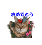 猫実写 あび猫本舗スタンプ（個別スタンプ：37）