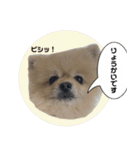 ぽてライフ（個別スタンプ：6）