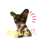 ぷっちゃんすたんぷ（個別スタンプ：3）
