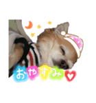 可愛い実写チワワちゃん（個別スタンプ：3）