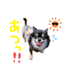 可愛い実写チワワちゃん（個別スタンプ：16）